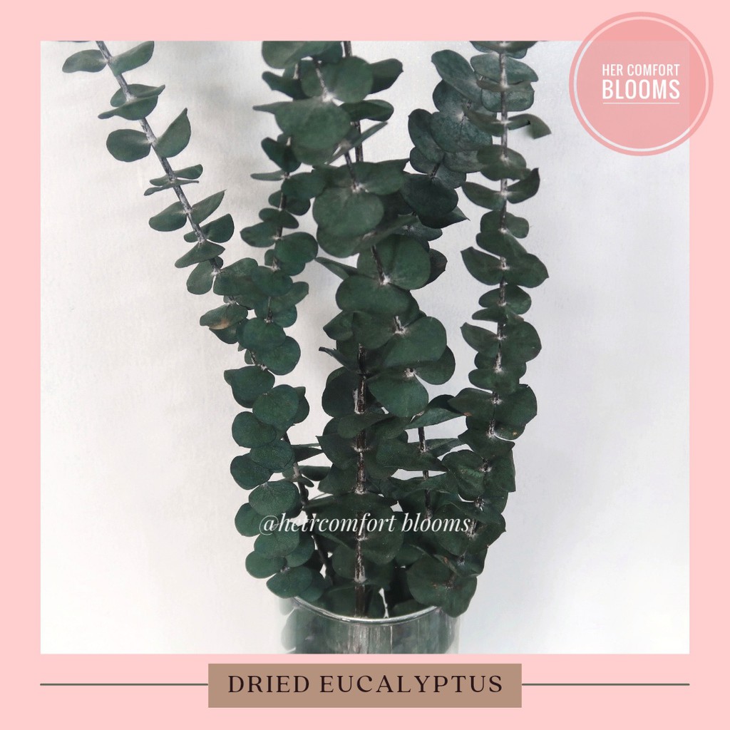 Dried Eucalyptus Flower (Sold Per Stem) for flower arrangements or