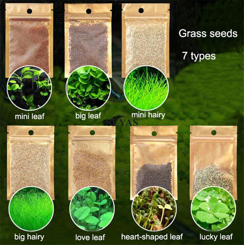 5G Aquarium Plant Seed Rumput Air Akuarium Aquatic Plants Water Grass
