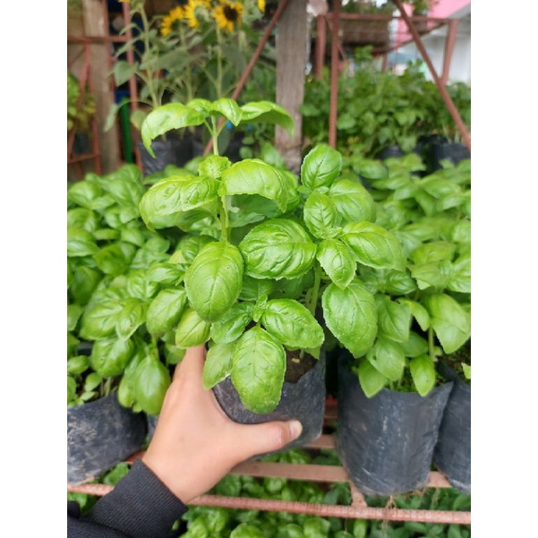 Basil Herbs (luzon area only) Shopee Philippines