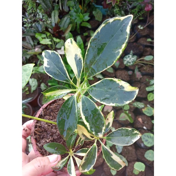 Available live plants for sale (Scheflera variegated 6 inches) Shopee