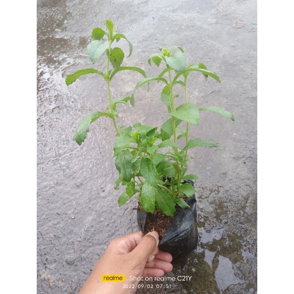 STEVIA herbal plants Shopee Philippines