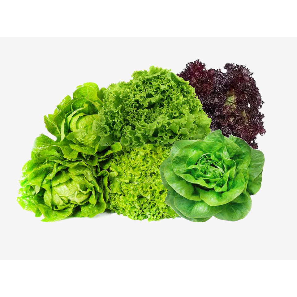 FV Lettuce Seeds 1,200 seeds loose leaf lettuce, curly lettuce, romaine lettuce, Batavia