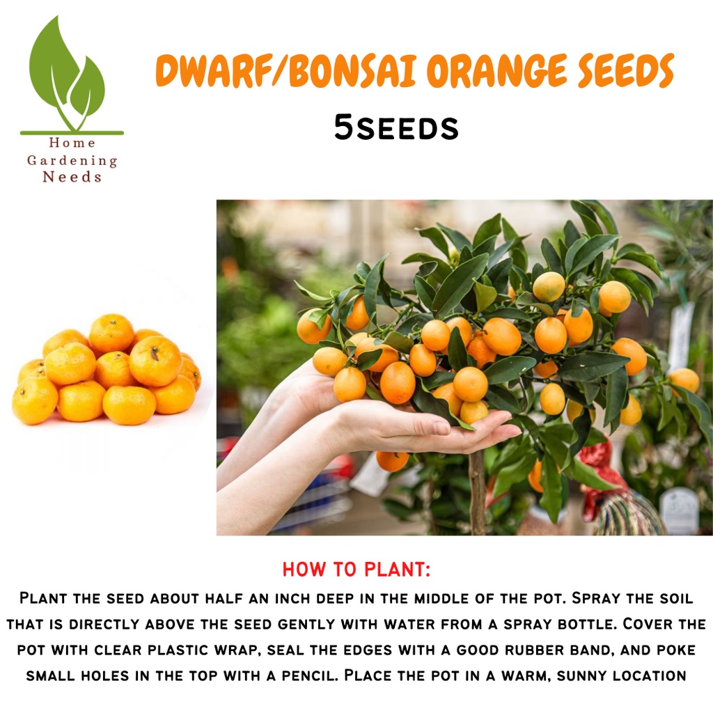 Bonsai Dwarf Seeds (Rare seeds) Shopee Philippines