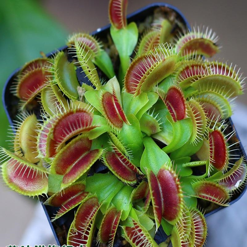 Go to mosquitoes indoor flower insecteating plant Venus flytrap potted
