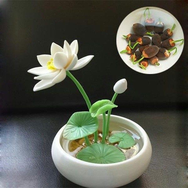 5pcs/bag Lotus water lily bonsai seed garden hobbies multiple colour