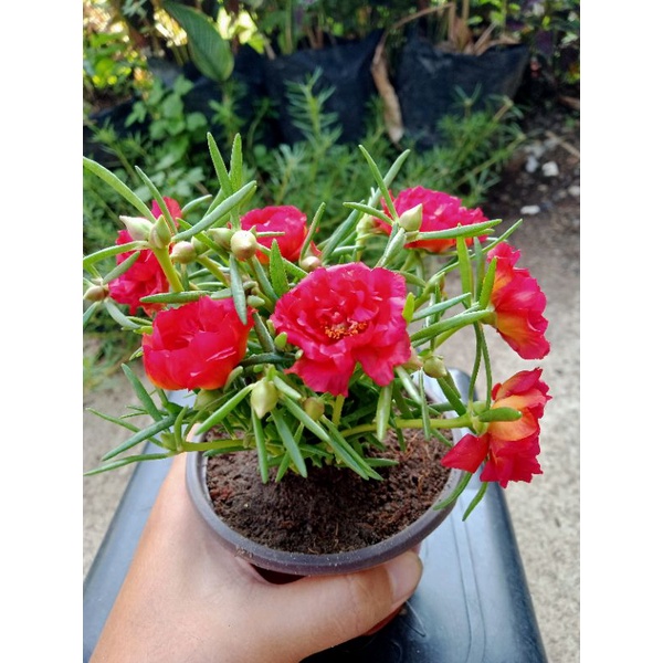 Vietnam Rose Red Color Cuttings Shopee Philippines