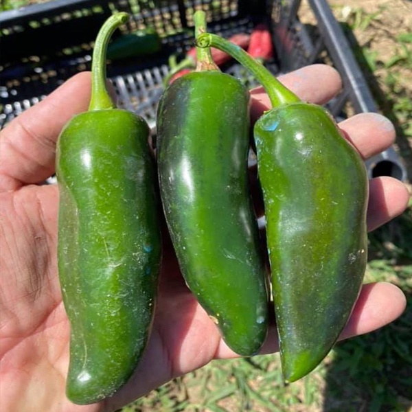 Giant Jalapeno Pepper Seeds Grande Jalapeno Seeds Heirloom Pepper