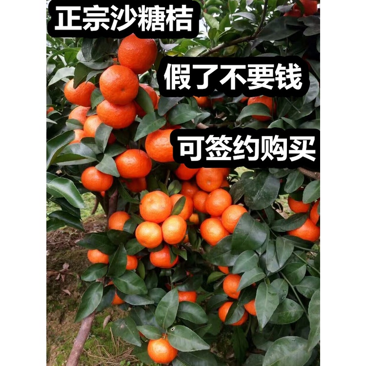 Bonsai Tree Sand sugar oranges, orange seedlings, crispy kumquat