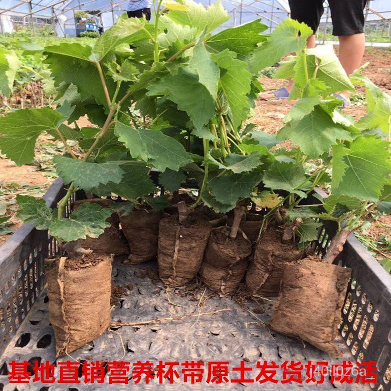 Authentic giant feng grape seedlings summer black grape tree seedless