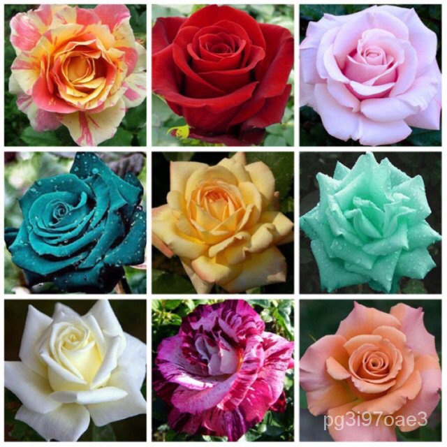 seeds for planting 20pcs Rose Flower Seeds Easy Planting Daquan Plant