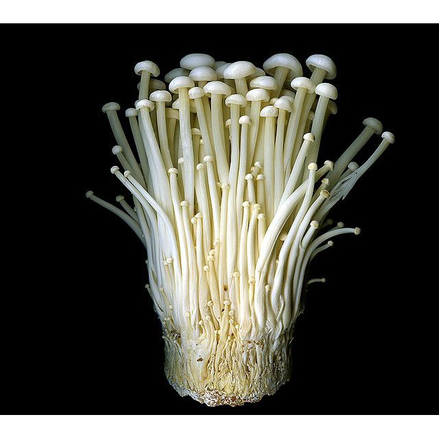 enoki mushroom plant seeds edible Shopee Philippines