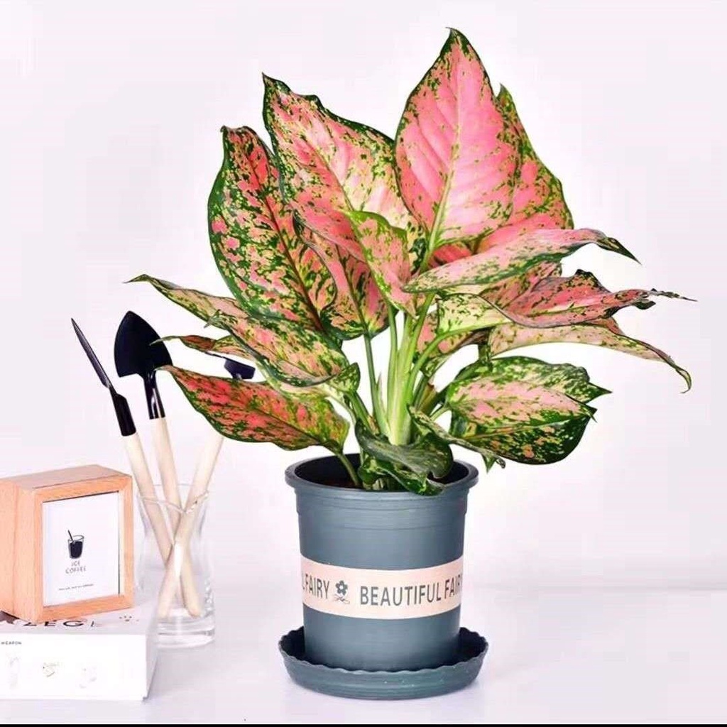 Lucky Red Ruyi Queen Indoor Potted Flower Pachira Macrocarpa Green