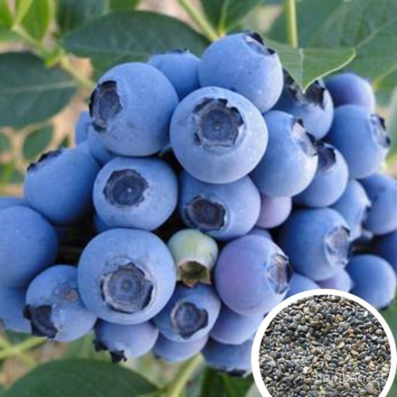 Mixed Seeds 20 60 120 200 Pcs pack American Giant Blueberry Seeds