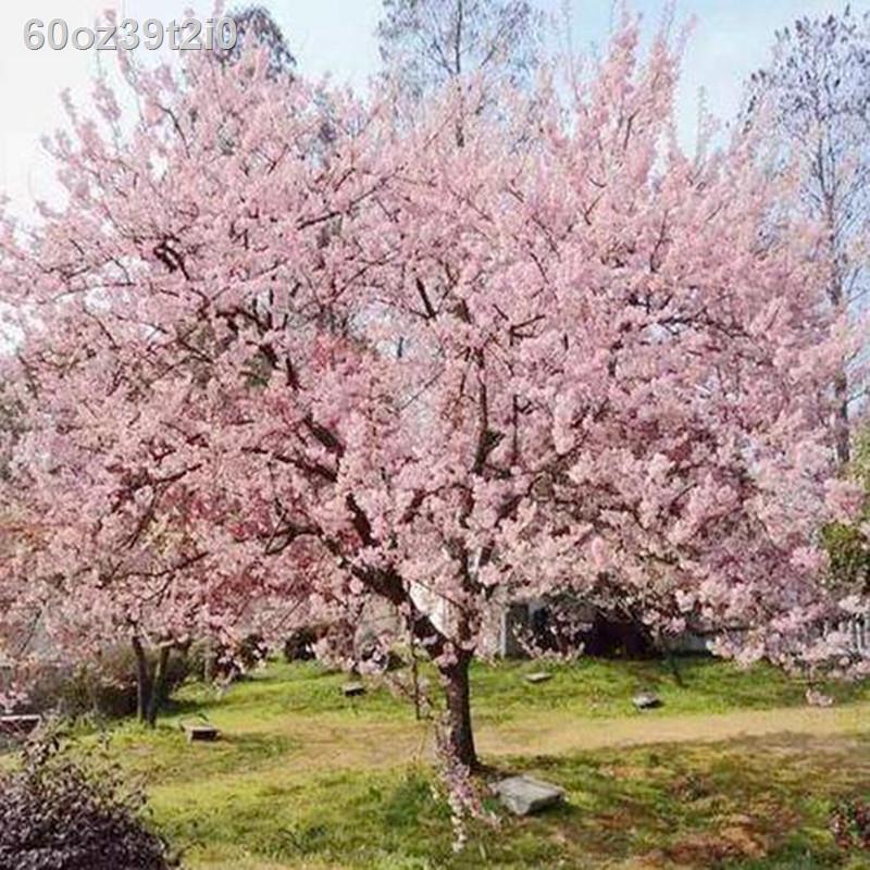 Japanese cherry tree seedlings north and south courtyard authentic