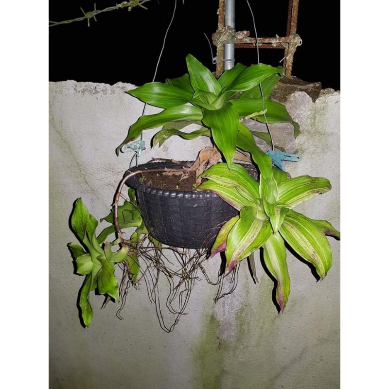 BASKET PLANTS (Callisia fragrans) Shopee Philippines