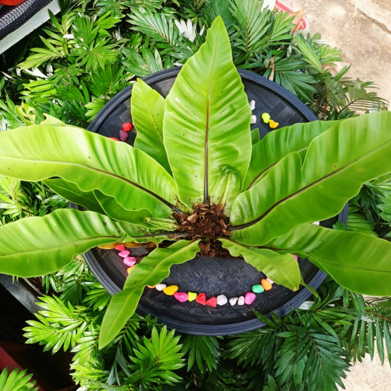 BIRD NEST PLANT/ REAL PLANTS BEST SELLER, THE GARDENER'S CHOICE