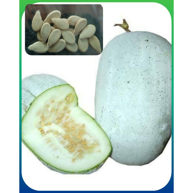Kundol Seeds (20 pcs Wax Gourd/ Ash Gourd/ Winter Melon Seeds) Shopee