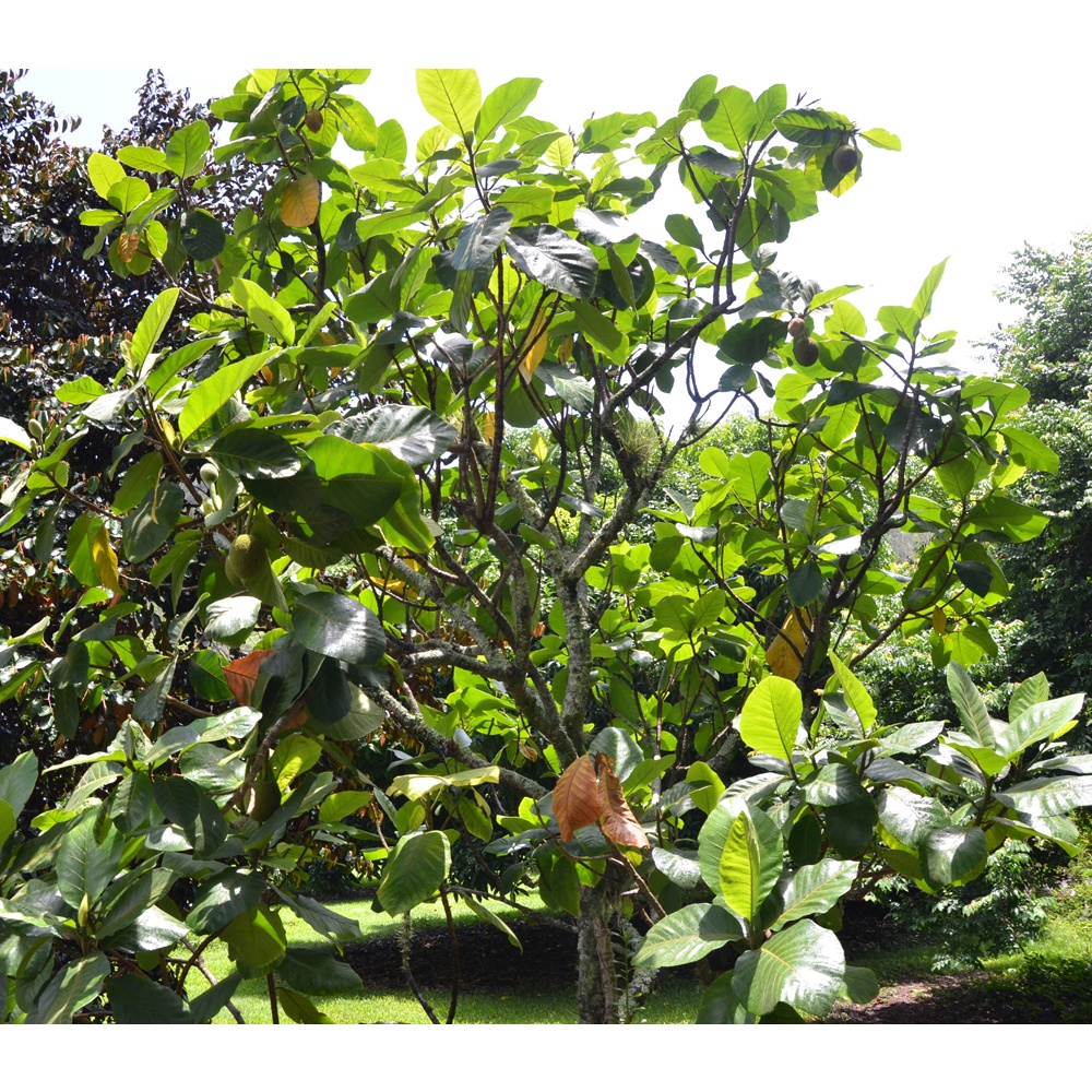 Marang Fruit Seedling 15 inches height rooted with soil, Real plants for sale, Live plants