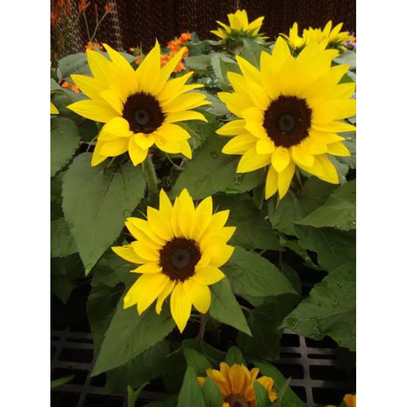 Ballad sunflower 50pcs seeds Shopee Philippines