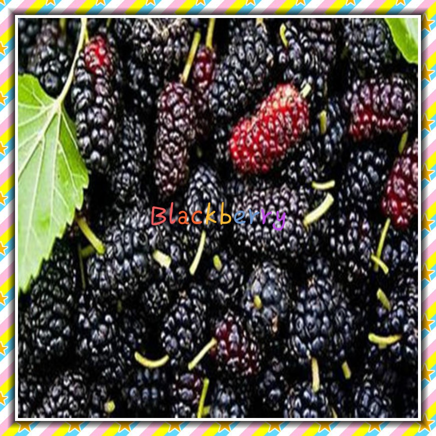 100 pcs Blackberry Fruit Seeds Home Garden Plantting Perennial Potted