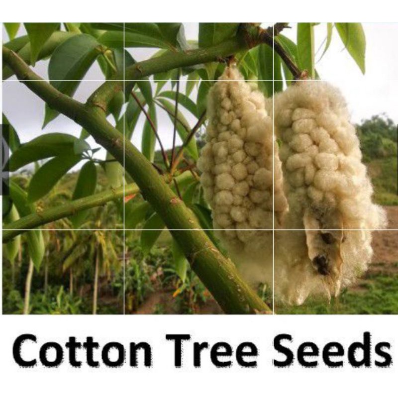 Cotton Tree Seeds ( Approximately 20 seeds ) Shopee Philippines
