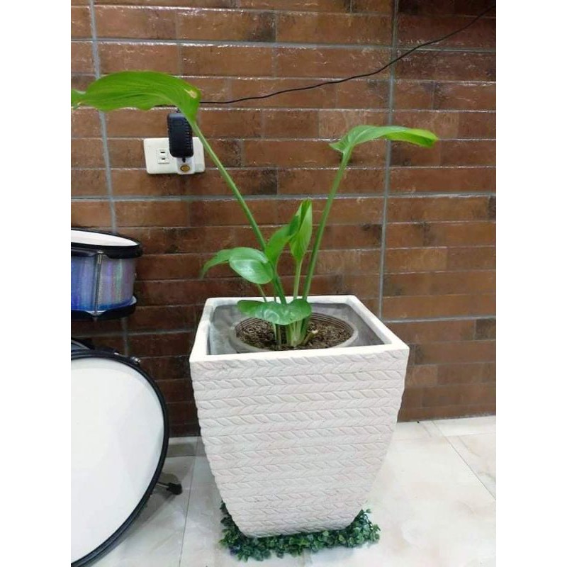 Braid pot (fiber stonecast) (big/huge) Shopee Philippines