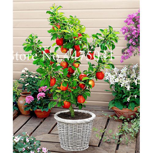 100 pcs per bag Dwarf Apple Bonsai, Miniature Apple Tree Seeds Indoor