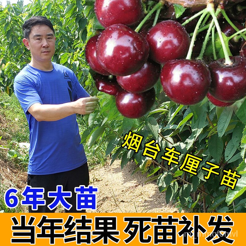 Cherry tree seedlings Cherry Seedlings Big Cherry Tree Grafting Dwarf