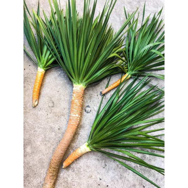yucca plant [ cuttings Only ] with Free Plants surprise Shopee