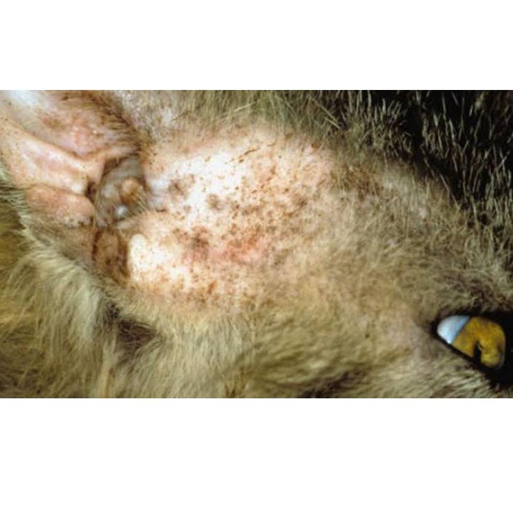 Rwr02 Fungus Medicine Dog Cat Kitten Griforce AntiFungal Ringworm