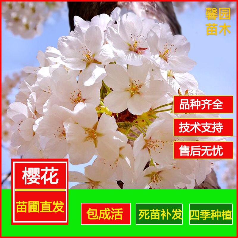 Authentic Japanese cherry blossom sapling seedlings north and south courtyard ground plant