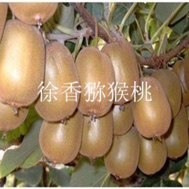 Kiwi Fruit Trees Actinidia Chinensis Miao Long Chenyu Grafting Kiwi Fruit Seedlings Red Heart