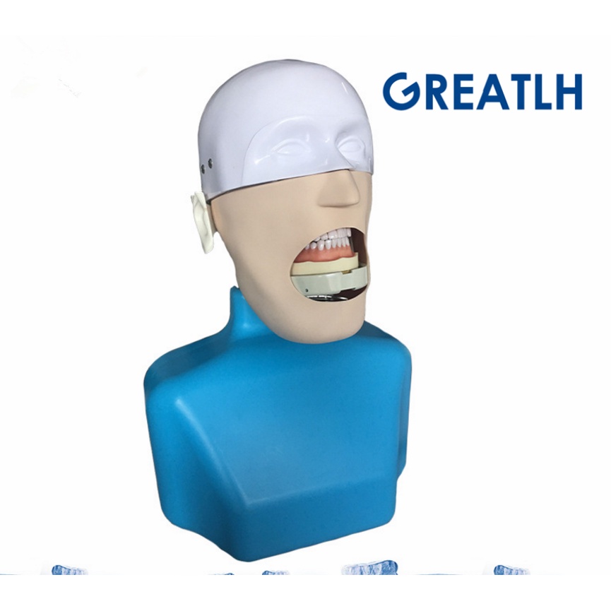 Dental manikins Phantom Head for dentistry and dental technology