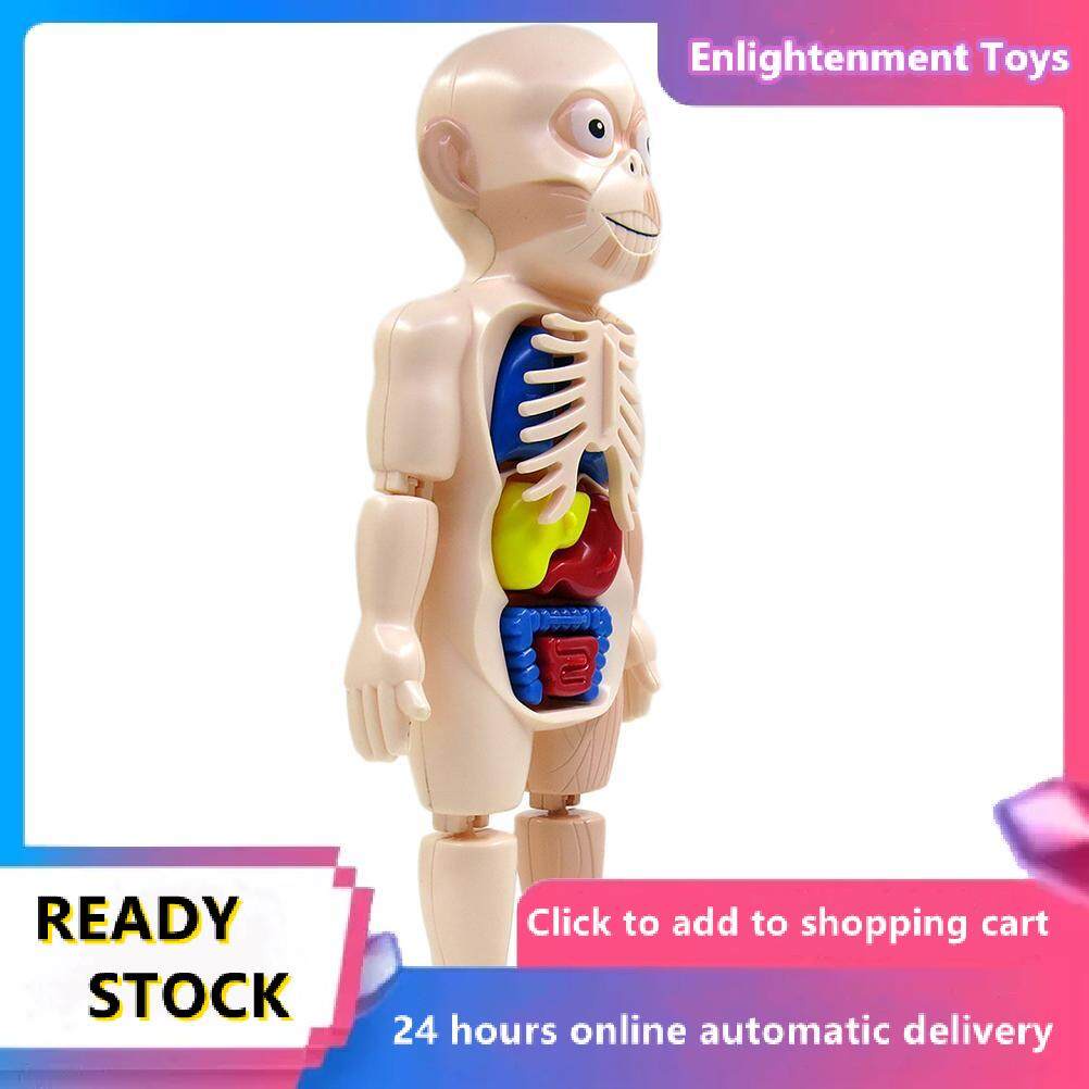 Human Body Anatomy Toy Preschool Educational Organ DIY Assembled Toys
