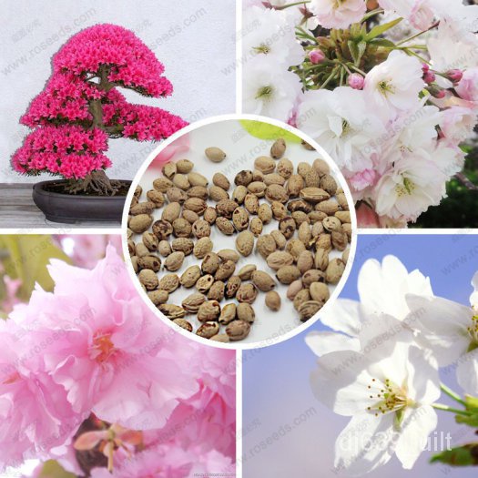 Spot 100 plump seeds1PCS Rare Japanese Sakura Seeds Cherry Blossom