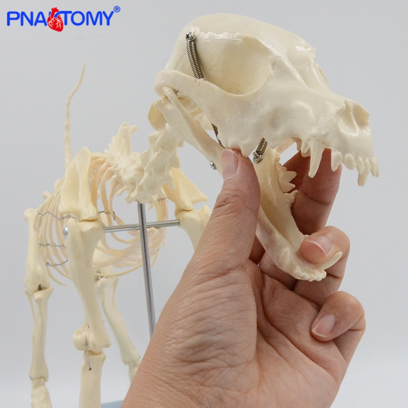 Dog Skeleton Model Canine Skeletal System Feline Skull Hip Bone Cat