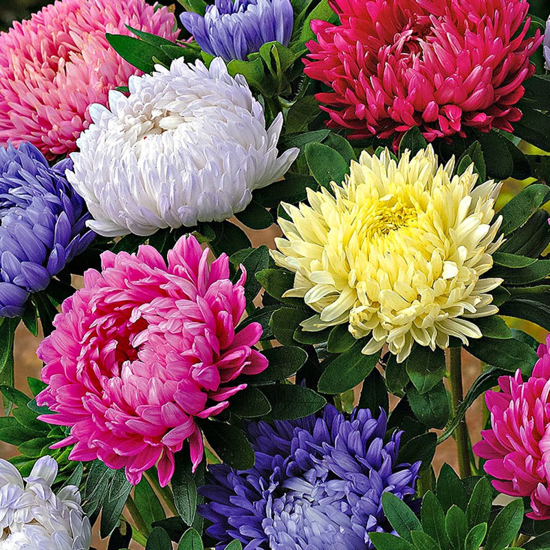 50Pcs Chrysanthemum Seeds Home Garden Plant Seeds For Garden