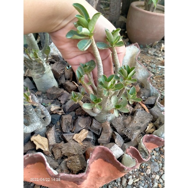 Adenium Arabicum Small Size Shopee Philippines