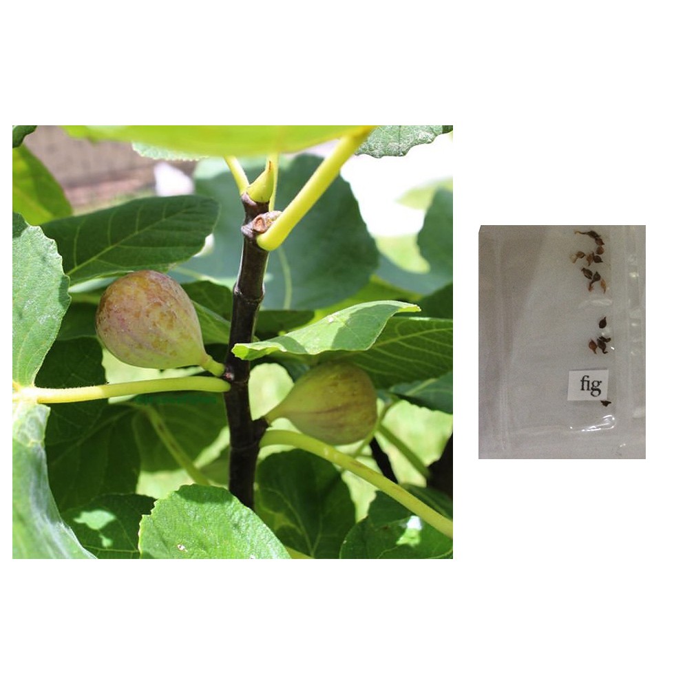 bonsai fig fruit tree seeds figs Shopee Philippines