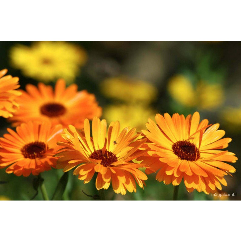 flower seeds Calendula officinalis Calendula, Marigold 150 (1 gram