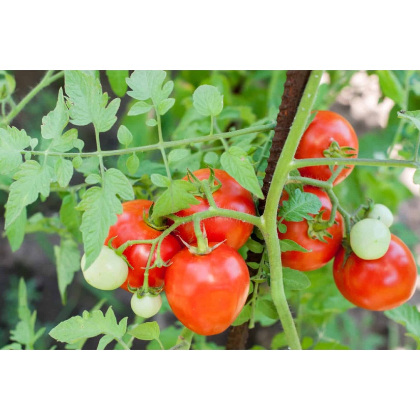 kamatis / tomato seeds 25pesos per pack condor seeds plant seed
