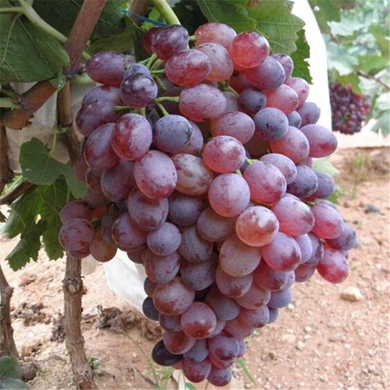 EightYear Grape Sapling Giant Peak Grafting Grape Seedlings Bear Fruit