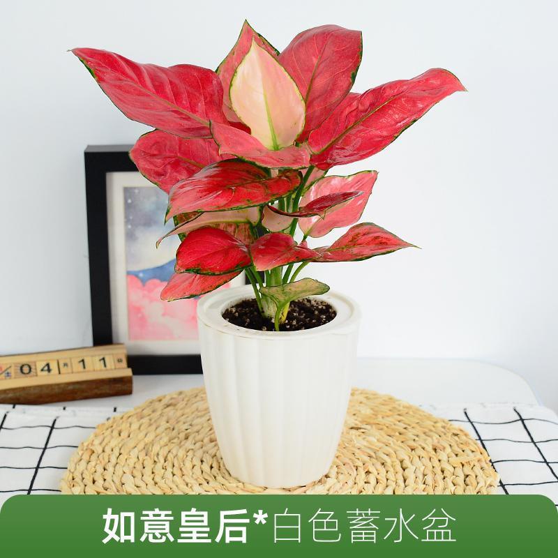 Lucky Red Ruyi Queen Indoor Potted Flower Pachira Macrocarpa Green