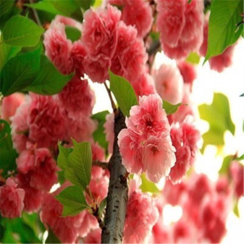 Garden Path Plant Cherry Blossom Sapling Cherry Blossom Bonsai Japanese Cherry Blossoms Early