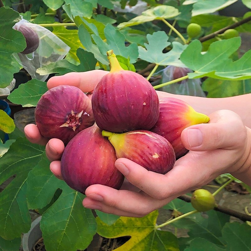 Fruit Sapling Pot Field Cultivation Grafting Cherry Sapling South and North Planting Garden