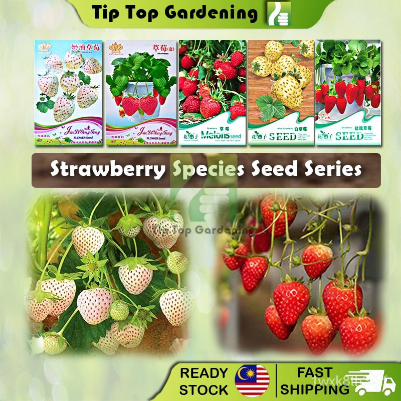 Fresh Strawberry Species Fruit Seed Series Segar Biji Bernih Strawberi