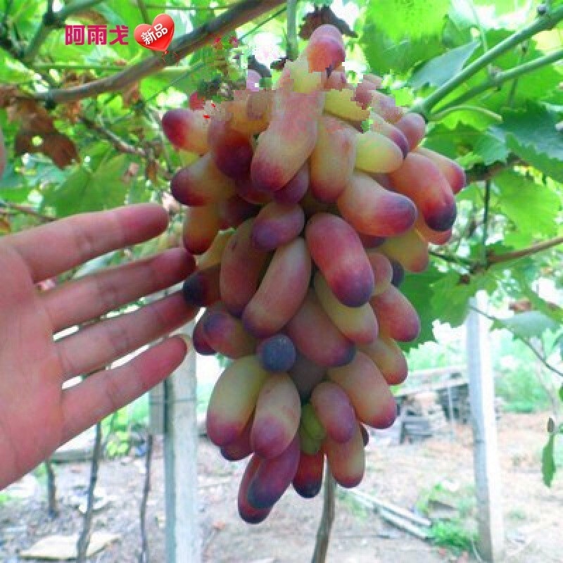 Grafting Grape Seedlings Seedless Grape Seedlings Grapes Seedless Grape