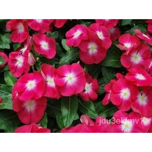 Guaranteed germination rate 40+ Vinca Rose Halo Periwinkle Flower Seeds