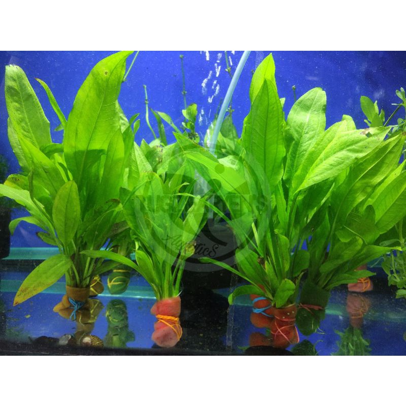 Aquatic plants / amazon sword plants / live plants Shopee Philippines