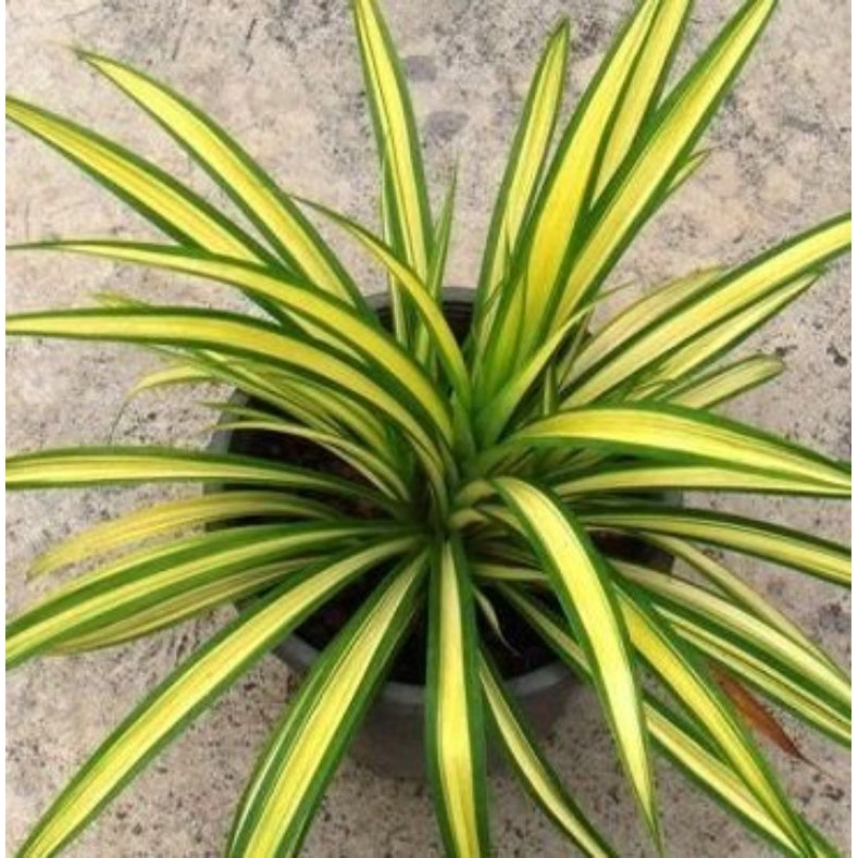 Golden GiantSpider Plant (FOR SURE BUYERS ONLY) Shopee Philippines